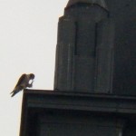 Adult Falcon on KO Hunting Pigeons 8-22-13