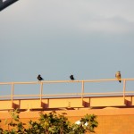 2-baron-and-crows-on-frontier-bldg-8-2-13