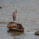 Great Blue Heron on Genesee River Near BSB 8-27-13