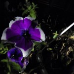 Night Flowers aka Petunias 8-21-13