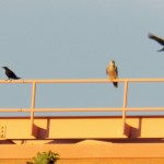 3-baron-and-crows-on-frontier-bldg-8-2-13