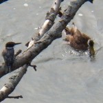 One of Two Kingfishers on Island Tree 8-22-13