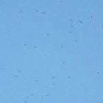 Lots of Gulls Passing Overhead 8-16-13
