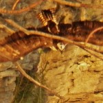 Osprey Leaves Falcon Sucking Tree to Head North Down River 8-20-13