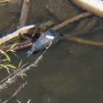Kingfisher Fishing on the Genesee River 8-25-13