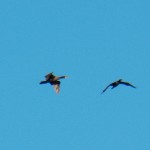 Two Cormorants Flying Together 8-14-13