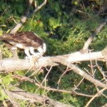 Osprey in the FST on east side of gorge with large fish 8-11-13