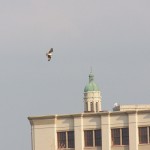 Osprey Flew South Over DT 8-22-13