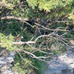 Osprey in the FST on east side of gorge with large fish 8-11-13