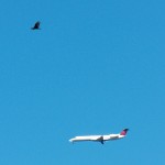 Turkey Vulture and Jet 8-25-13