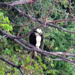 img_0003-osprey