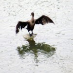 img_0008-cormorant