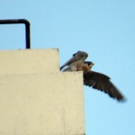 img_0011-about-to-take-wing