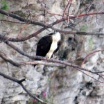 img_0012-osprey-with-full-crop