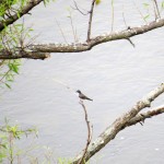 img_0019-eastern-kingbird