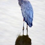 img_0022-great-blue-heron-at-high-falls