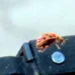 img_0027-ladybug-on-my-windshield
