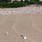 img_0043-thats-a-lot-of-gulls