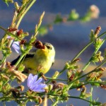 img_0051-lesser-goldfinch
