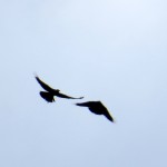 img_0055-2-crows