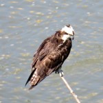 img_0062-osprey-looking-for-a-fish
