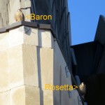 img_0068-baron-and-rosetta