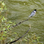 img_0082-kingfisher-at-high-falls