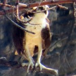 img_0092-osprey