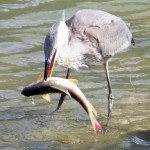 img_0146-fishing-line-all-over-gbh