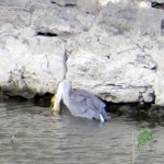 img_0152-2nd-gbh-swallowing-fish