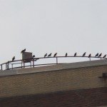 Crows on the Hawkeye Plant Nest Box 9-2-13
