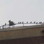 1-crows-say-no-to-falcons-at-he-9-2-131