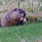 Apple Eating Groundhog 9-21-13