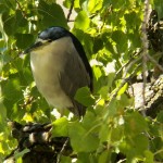 Adult Black-crowned Night Heron 9-8-13