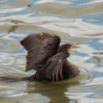 Cormorant on the River 9-22-13