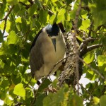 Adult Black-crowned Night Heron in Library Tree 9-6-13