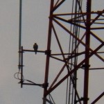 Falcon on Jail Communication Tower 9-9-13