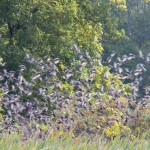 Huge Flock of Starlings Landing in the Bushes 9-8-13