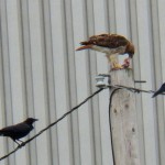 2-rth-crows-at-kp-9-3-13