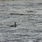 Lone Cormorant Swimming on the Bay 9-8-13