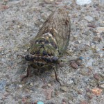 3-my-cicada-friend-8-31-13