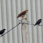 3-rth-crows-at-kp-9-3-13