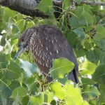 Juvie Black-crowned Night Heron in Library Tree 9-6-13