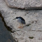 Adult Black-crowned Night Heron North of BSB 9-9-13