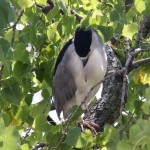 Adult Black-crowned Night Heron in Library Tree 9-6-13