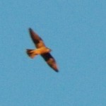 Juvie Flying With Adult Over DT Rochester Cropped 9-5-13