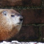 Pigott's Friend the Groundhog 9-22-13