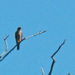 9-merlin-on-east-side-of-river-9-29-13