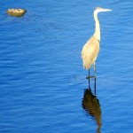 img_0002-great-blue-heron