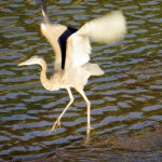 img_0006-gbh-taking-off